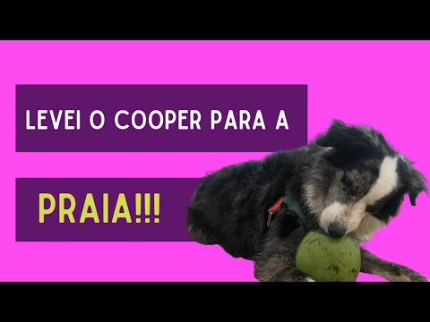 Diário do meu Border Collie: a primeira vez de um cachorro na praia! Ep. 06