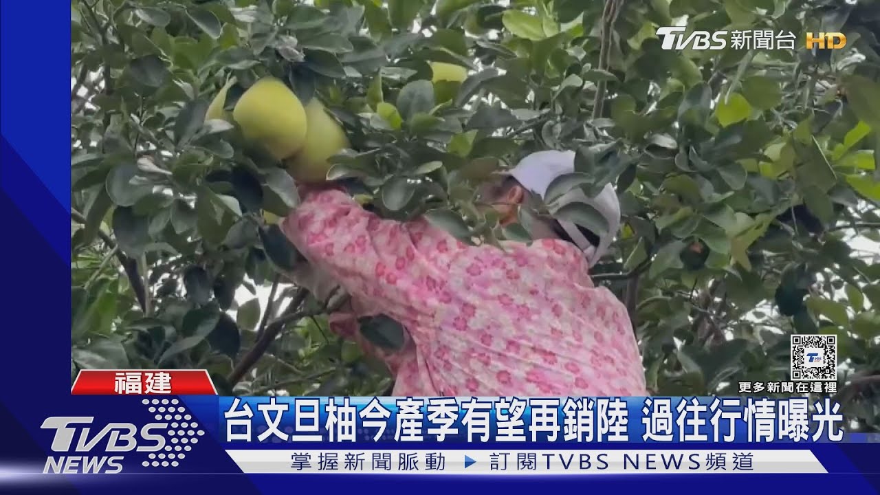 陸開放台灣文旦柚 貿易商憂大陸消費降級.競爭大