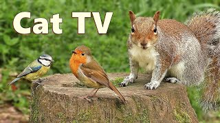 Videos for Cats to Watch ~ Woodland Birds and Squirrels Delight