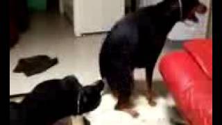 Doberman crashes Rottweilers Part R.I.P. Onyx( july 2016