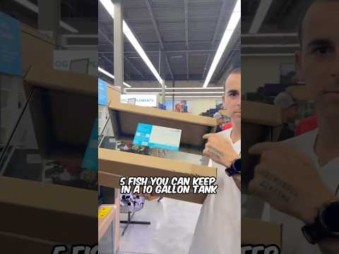 Top 5 Fish for a 10 Gallon Tank!