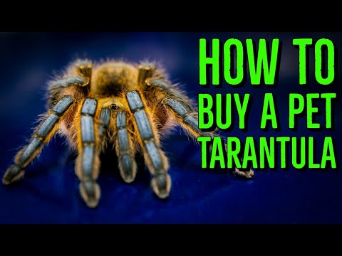 How To Buy A Pet Tarantula - Don't Get Scammed!