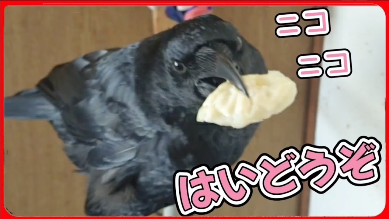 【ニコニコしてるけども…】カラスの頭をよくよく見てみると…どうしてそうなった？20260330、カラス＆四つ足クインテット（仮）