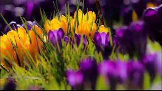 Secret Garden Sortie