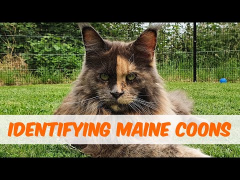 How to tell if your cat is a Maine Coon: four fabulous examples