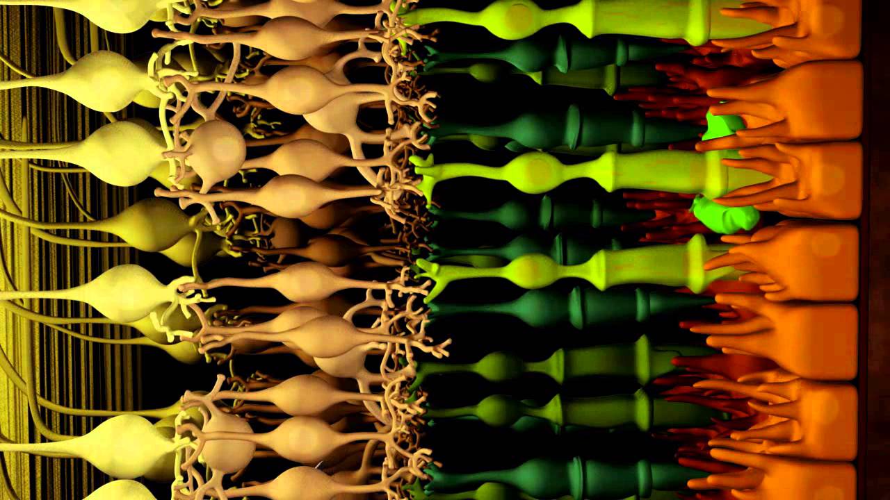 Transplanting Photoreceptors: The Use of Adult Retinal Stem Cells