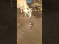 Cat Attack On Cow