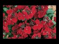 The Gerry Mulligan Quartet - Wallflower