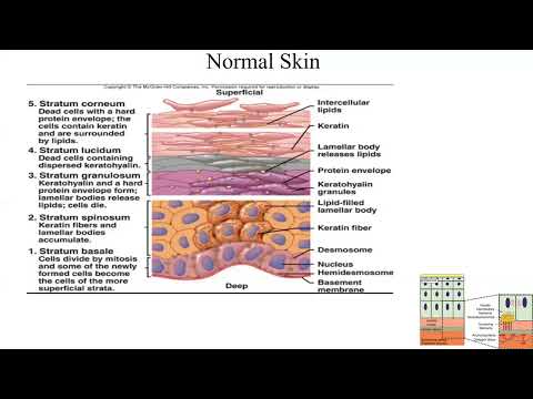 Pathology Made Easy-Systemic Pathology 14-Skin Diseases-1-Introduction