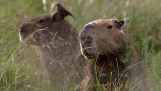 The Beautiful Wildlife of Argentina | Relax With Nature | The Wild Place