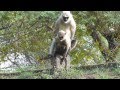 Thol Bird Sanctuary Monkey Meting