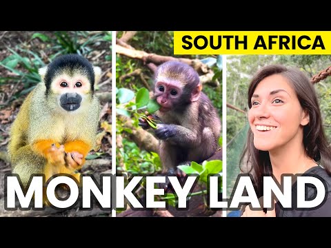 Monkeyland in the GARDEN ROUTE Plettenberg Bay CAPE TOWN | Places to see in South Africa