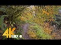 Autumn Forest Walk in 4K | 2.5 HRS Nature Video with Nature Sounds and Birds Singing