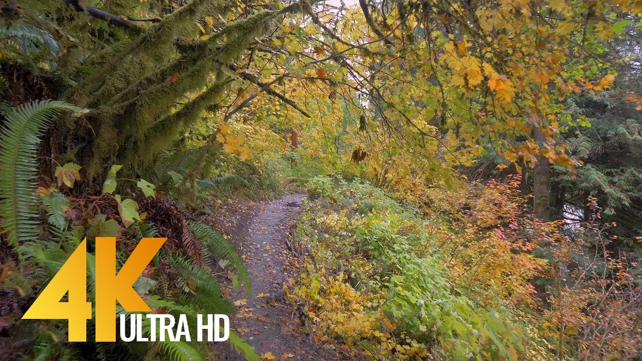 YouTube Autumn Forest Walk video thumbnail