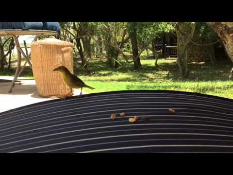 YouTube video about: Can wild birds eat cashew nuts?