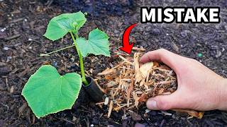 You're Using Mulch WRONG: 5 Errors That Will Wreck Your Garden!
