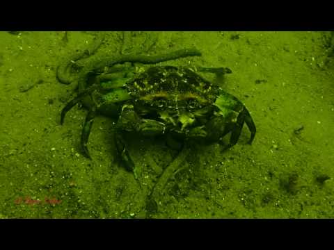 Tauchen Oesterdamm 2014, Oesterdam,Oosterschelde,Niederlande