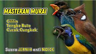 Download lagu Masteran Murai Isian Cungkok Menjerit, Tengkek Buto, Cililin mp3