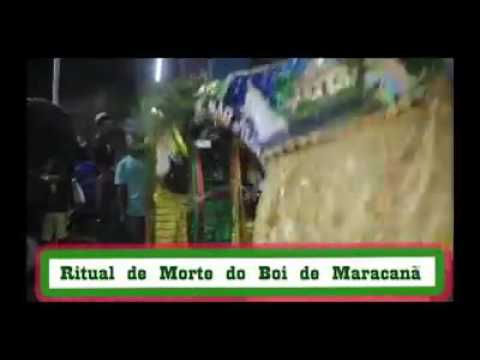 Morte do boi de maracanã 2016