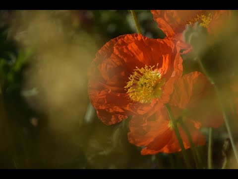 Bioidentical hormones in menopause: safety depends on dosage