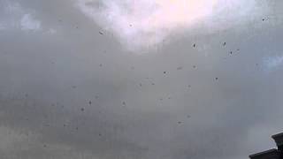 Vulture Swarm Over Lowe's (Part 2)