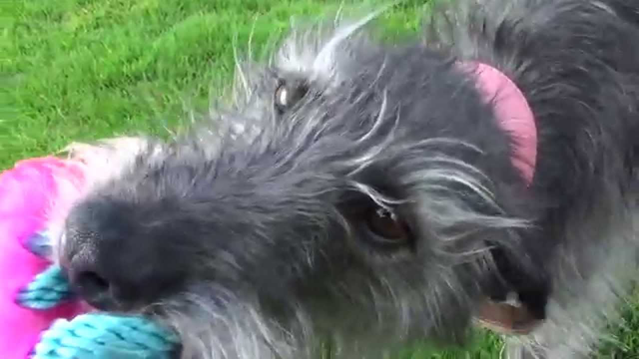 Molly Whiplington Bedlington Whippet Lurcher 1/one