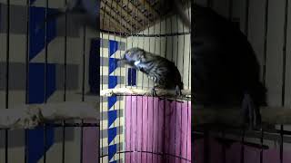 Download lagu Burung tepus tungir merah mp3 Download lagu Burung tepus tungir merah mp3