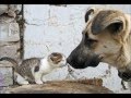 Mort De Rire Ces Animaux
