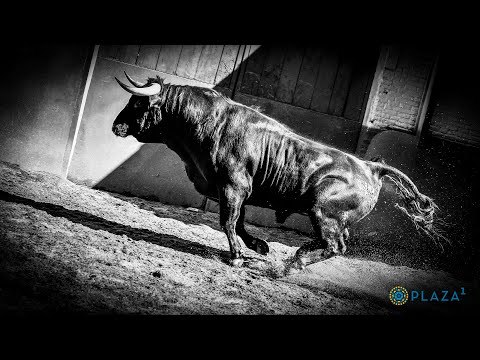 SORTEO | Novillada 1 mayo, seis ganaderías de la CAM