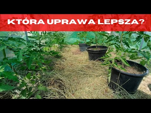 Potted or ground tomatoes? Which is better for a BIG YIELD?