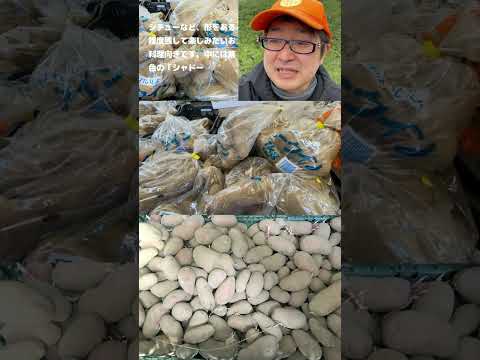 園芸 一年中手に入る野菜「ジャガイモ」