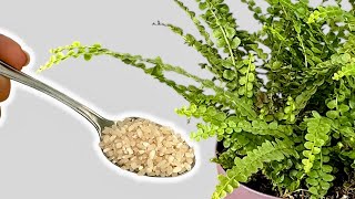 How to Turn a Dying Fern into a Lush, Healthy Bush! 🌿✨