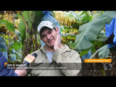 Derlis Sánchez, productor de bananas en Laguna Naineck, Formosa