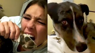 Dog Thinks Its Paw Is Being Eaten