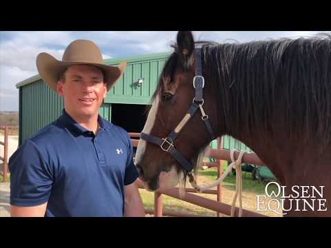 BIG HORSES!!!    Budweiser Clydesdale Barefoot Trim by Olsen Equine CJF