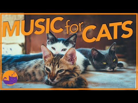 EXTRA-LONG Music for Cats - Cure Anxiety 💤🐱