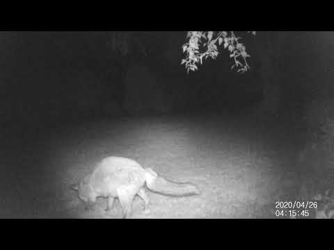 Fox Pregnant 26th Apr 2020 0415