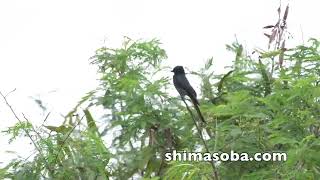 オニカッコウ繁殖?　まだ出るオウチュウ、リュウキュウコノハズク抱卵(動画あり)