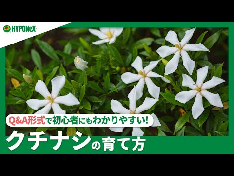 クチナシの越冬方法 恐怖を守る 霜 冷たい葉 ベールカバー ポット ジャスミン