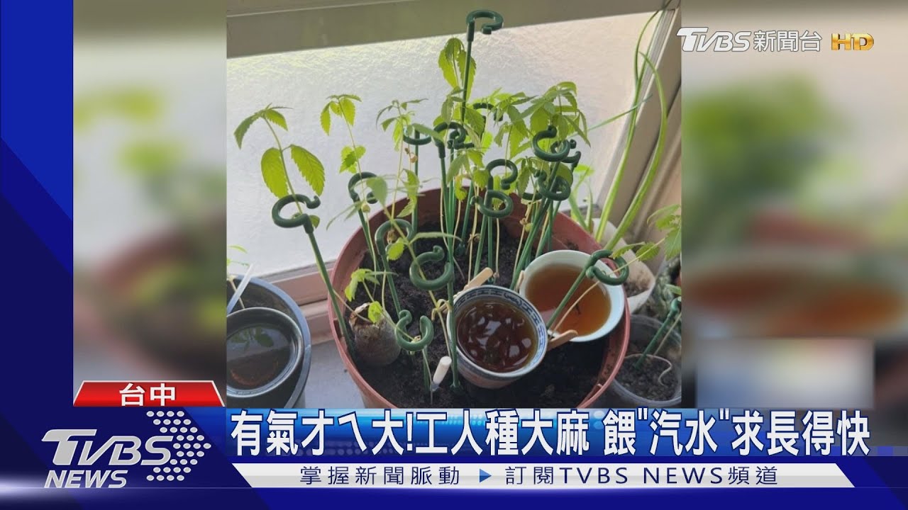 有氣才ㄟ大!工人種大麻 餵「汽水」求長得快