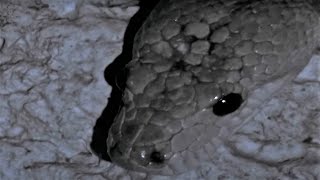 Download lagu Snake Hunting For Bats In The Darkness | Wild Caribbean | BBC Earth mp3