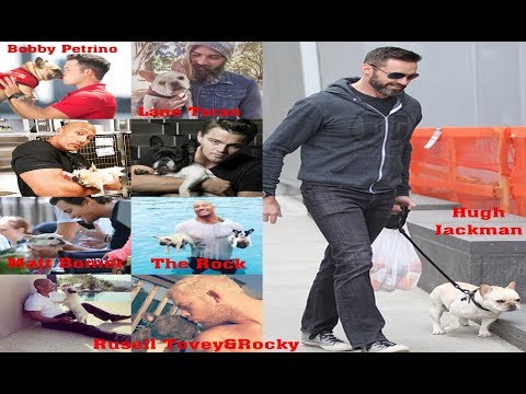 download lagu mp3 mp4 French Bulldog Celebrity Owners, download lagu French Bulldog Celebrity Owners gratis, unduh video klip French Bulldog Celebrity Owners