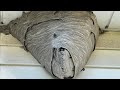 Gorilla glue spray adhesive vs huge hornet nest amazing results must see!! DEFAULT Thumbnail