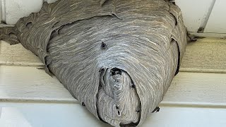 Gorilla glue spray adhesive vs huge hornet nest amazing results must see!! MQDEFAULT Thumbnail