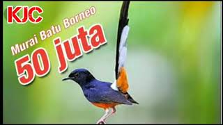 Download lagu suara pikat murai batu mp3