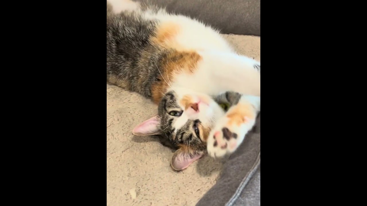 Adorable Kitten Has The Cutest Yawn #cat #cuteanimals #animallife #animallover #cute #anmals #funny