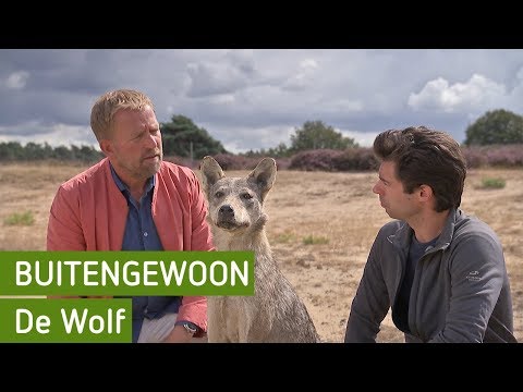 De Wolf | Buitengewoon 15 september 2018