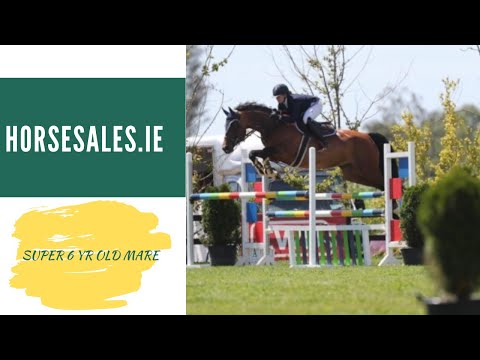 Horsesales ie  - 6 yo mare by Diarados Boy x Cartogran Carthago x Peter Pan