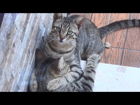 New Cat Finds The Best Friend Ever!!