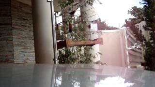 CURIÓ FORA DA LEI TEMPORADA 2012/2013